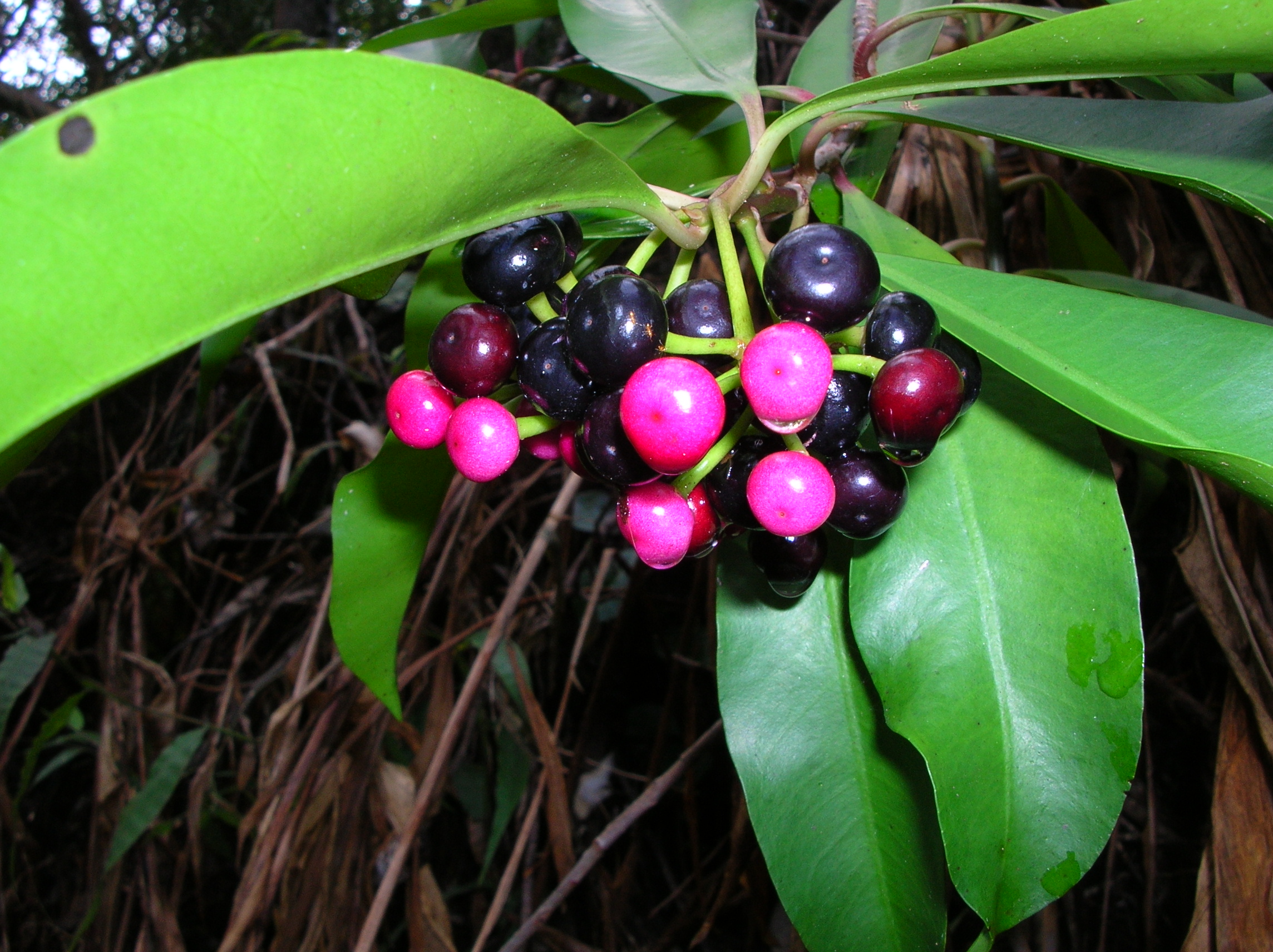 Ellliptical-leaf Ardisia(Ardisia solanacea)